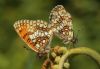 Heath Fritillary at Belfairs Woods (Steve Arlow) (111844 bytes)